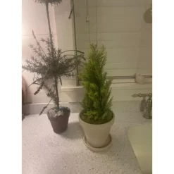 Northlight 1.4 FT Upswept Frosted Cedar Artificial Christmas Tree - Unlit -Christmas Decorations Store GUEST 4c5aa6a2 a6e3 4335 ab93 bfbe41a4afa2