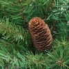 Northlight 4' Red Pine Full Profile Artificial Christmas Tree With Pine Cones - Unlit -Christmas Decorations Store GUEST c4e9b00f 813f 444a a699 27f56ef9087e